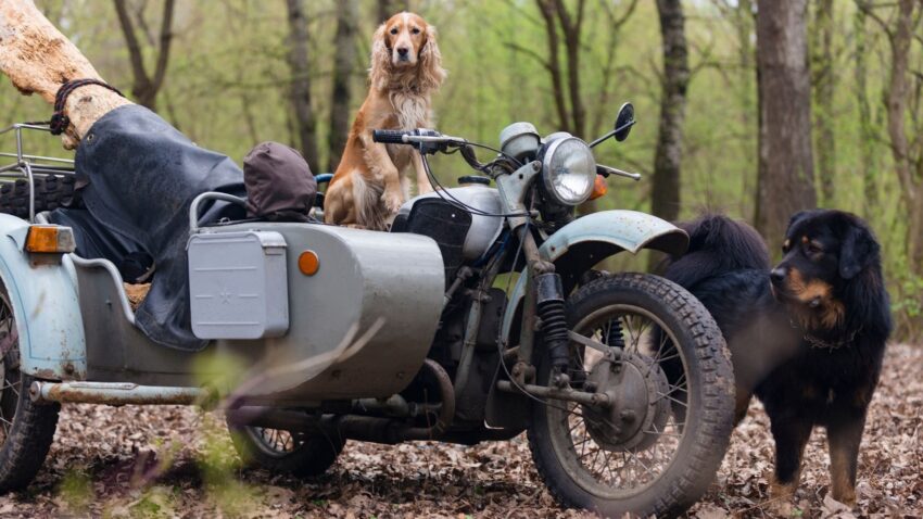 サイドカーバイクと犬