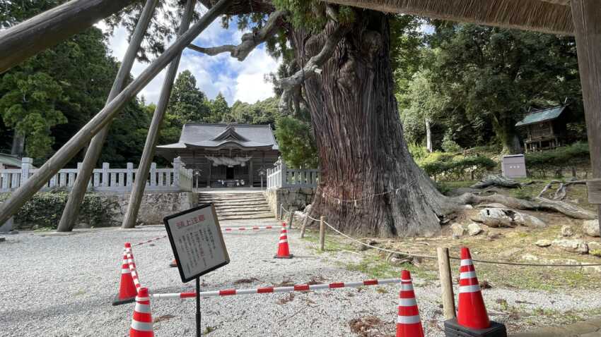 玉若酢命神社の杉