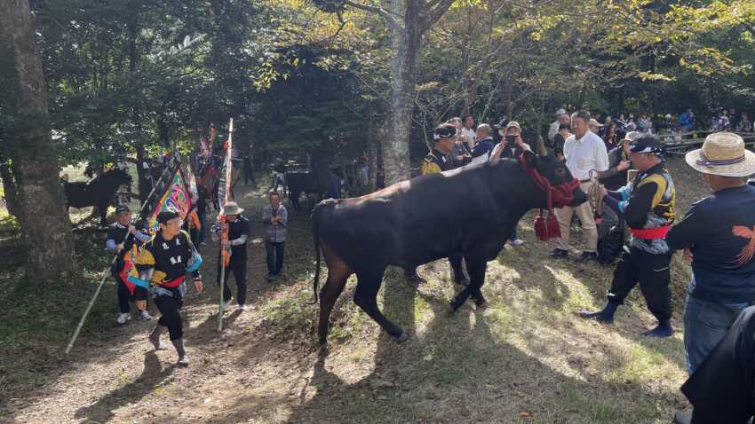 一夜ヶ嶽牛突き場の牛