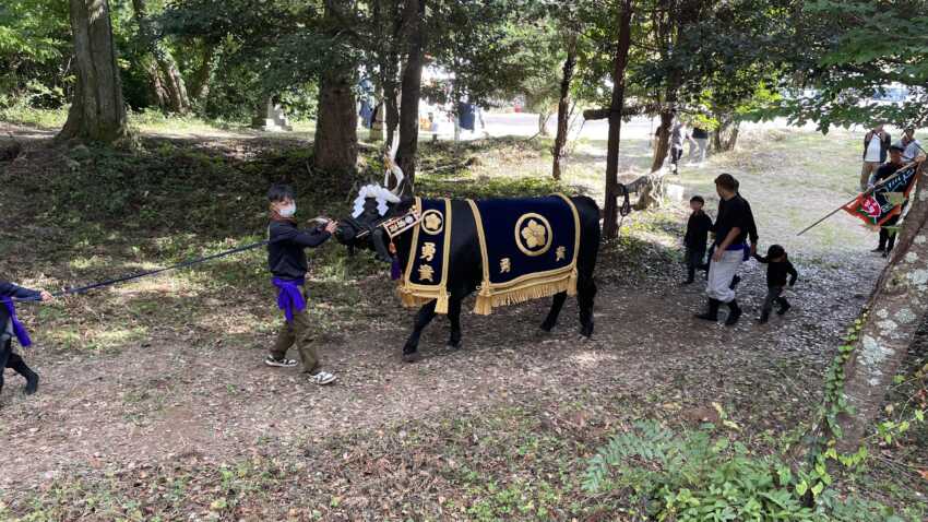 一夜ヶ嶽牛突き場の牛入場