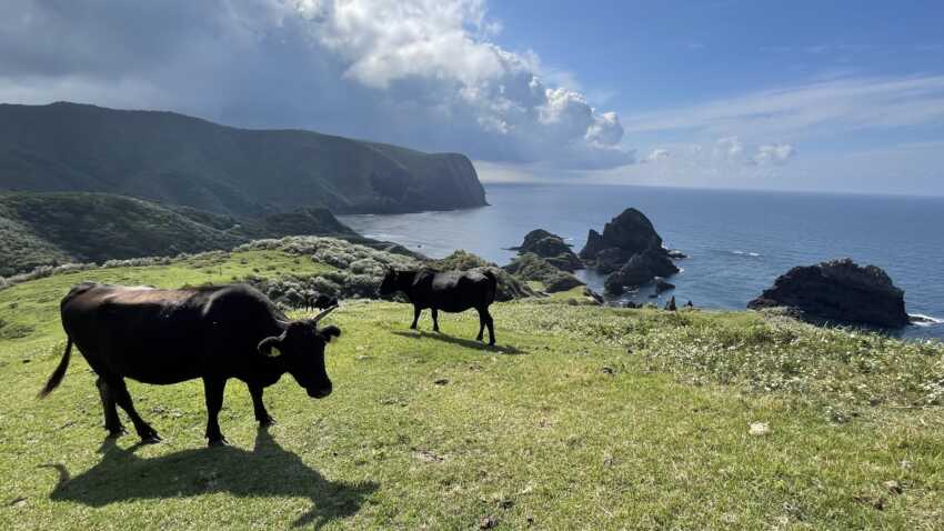 国賀海岸から摩天崖への道にいる牛と海