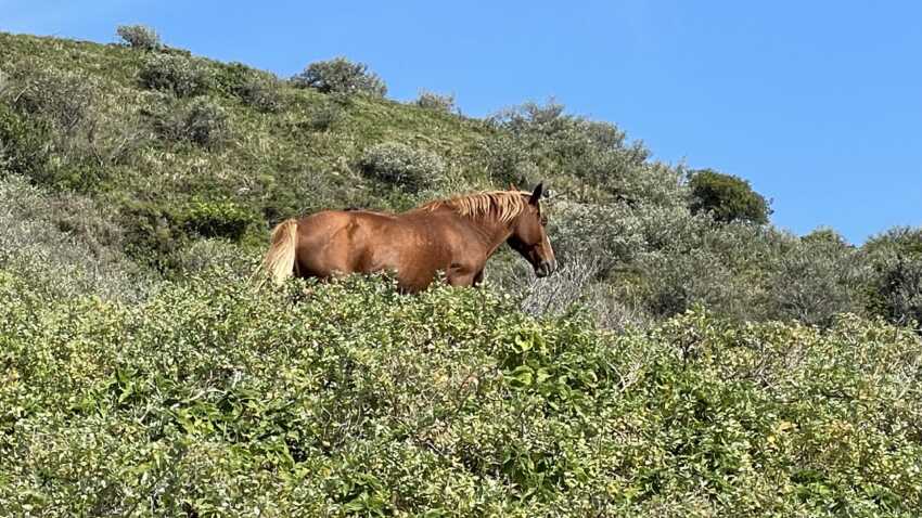 国賀海岸から摩天崖への道にいる馬