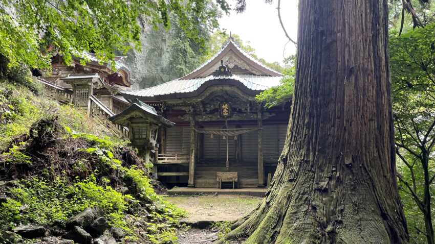 焼火神社と大きな杉