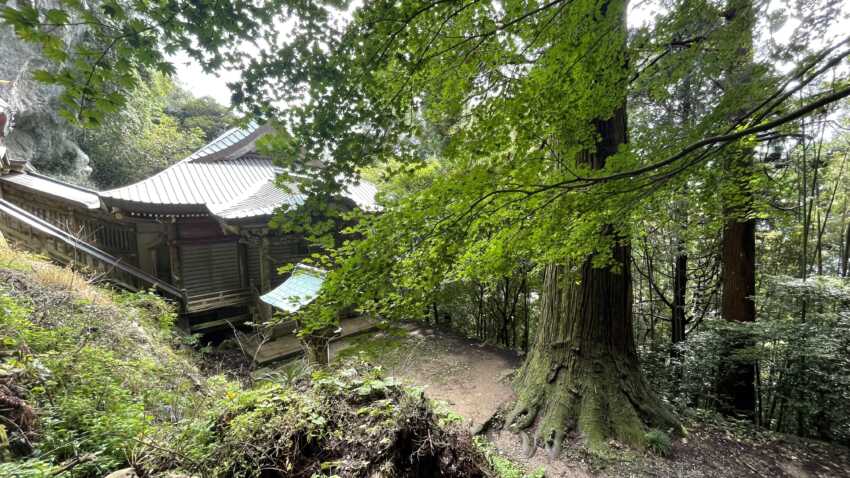 上から見た焼火神社と杉